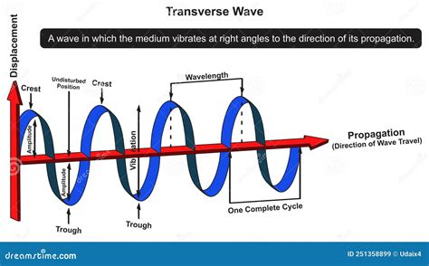 Transverse And Longitudinal Waves Cartoon Vector | CartoonDealer.com #29063049