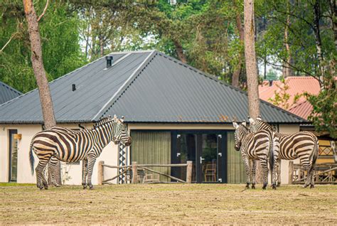 Beekse Bergen Safari Park Review | Bunch Of Websites