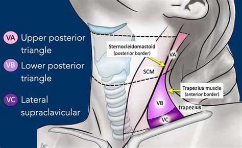 Occipital Lymph Node Location