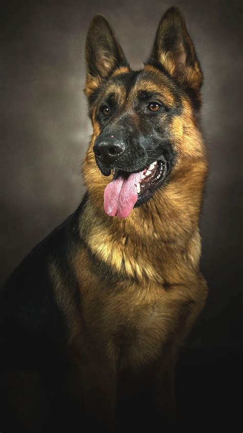 German Shepherd Dog Wallpapers - Top Những Hình Ảnh Đẹp