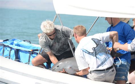 Scientists Rescue First Vaquita Porpoise, Making Conservation History ...