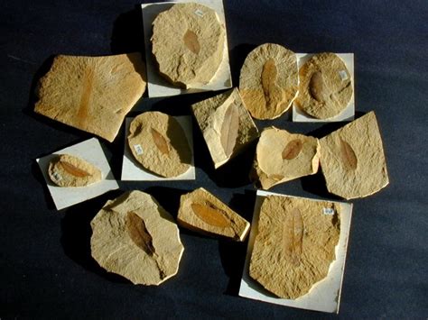 Succor Creek Miocene Leaf Fossils