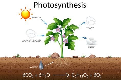 Photosynthesis Vector Art, Icons, and Graphics for Free Download