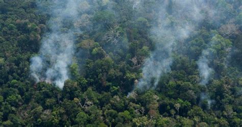 Brazil forest fire season begins with concerns of mass destruction ...