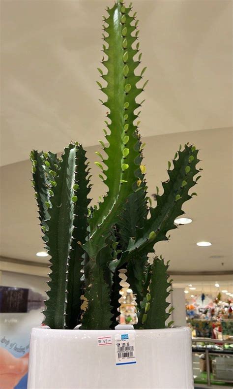 Real Cactus Tree, Furniture & Home Living, Gardening, Plants & Seeds on ...