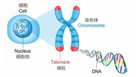 解析端粒｜深度解读端粒与衰老之间的关系 - 知乎