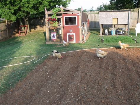 Can Keeping Backyard Chickens Kill you?? | BackYard Chickens - Learn How to Raise Chickens