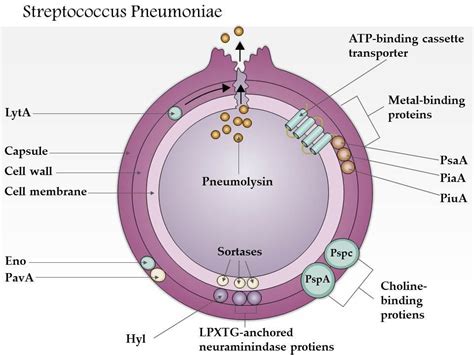 During ~ Do not do it End s pneumoniae capsule bite Oppressor crystal