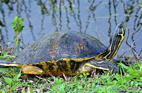 Everglades National Park, Tortoise, one animal, reptile free image | Peakpx