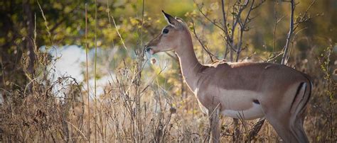 Impala | African Wildlife Foundation