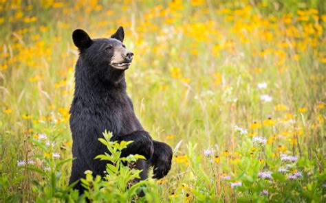 What do Black Bears Eat? Discover The Black Bear Diet (with Photos) - WildlifeTrip