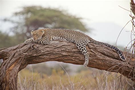 Feeding, breeding and Killing habits of Leopards (African Leopard)