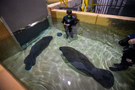 Columbus Zoo welcomes 2 new manatees through rescue and rehabilitation program | WSYX