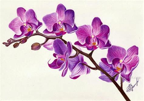 Purple orchid by Rustamova on DeviantArt | Orquidea tattoo, Orquídeas roxas, Tatuagem orquidea