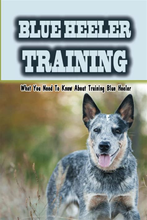 Blue Heeler Training: What You Need To Know About Training Blue Heeler ...