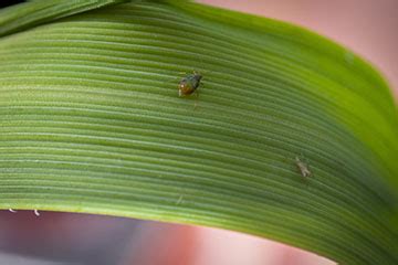 Drought conditions increase potential for wheat disease and insects ...