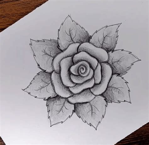 Rose Flower Drawing Sketch