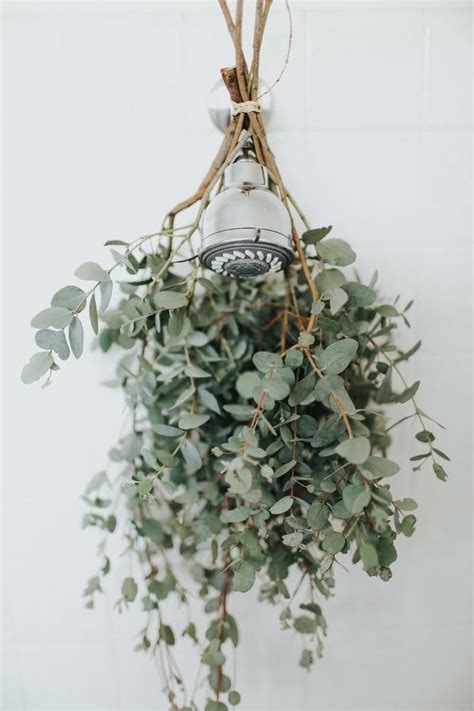 Tie a few branches of fresh eucalyptus around your shower head for a ...