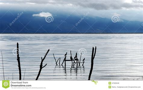 Birds in Lake Prespa stock photo. Image of ohrid, clouds - 47005946