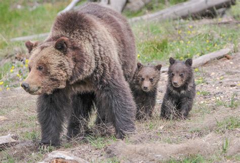 Yellowstone Baby Animal Names