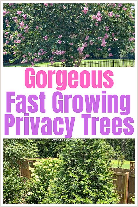 A tour of my yard privacy trees for backyard i recommend – Artofit