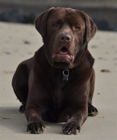 English Chocolate Lab Puppies Michigan / English White, Fox Red, Yellow, black and chocolate Lab ...