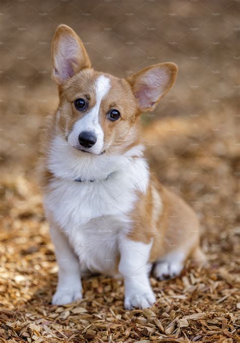 Pembroke Welsh Corgi female puppy | High-Quality Animal Stock Photos ~ Creative Market