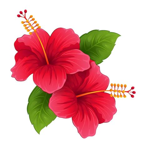 Premium Vector | Illustration of tropical red hibiscus flower. exotic decorative plant