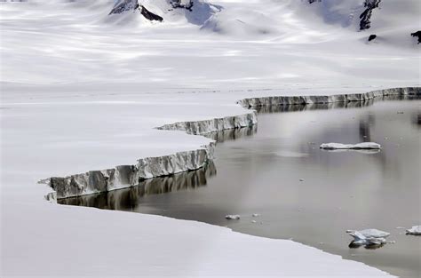 Dozens of species found thriving under vast ice sheets - Earth.com