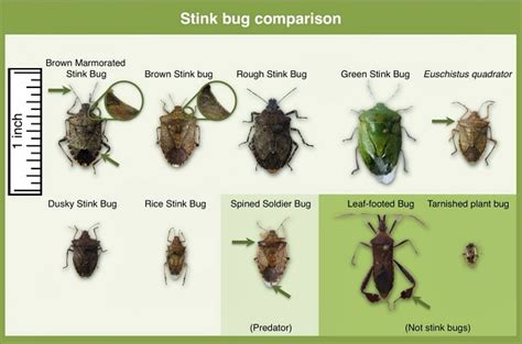 Extensive Research Devoted To Understanding Brown Marmorated Stink Bug ...