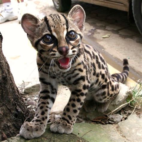 A margay | Wild cats, Animals, Cute animals