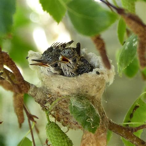 Hummingbird Nests: Everything You Never Knew