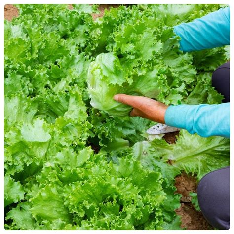 5 Tips For Growing Lettuce – Backyard Vegetable Gardener