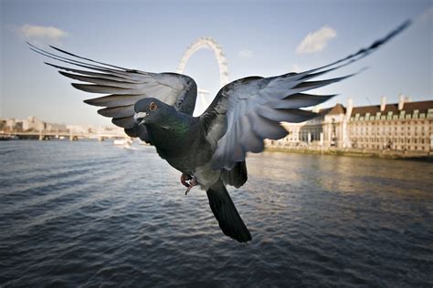 How a flock of pigeons fitted with sensors are helping to beat pollution in London | London Life ...