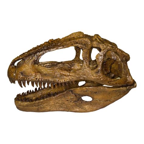 Replica Giganotosaurus (1/9 Actual Size) Skull For Sale — Skulls Unlimited International, Inc.