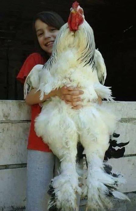 this Giant Brahma Chicken : r/AbsoluteUnits