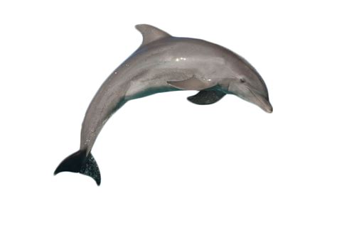 Cute Jumping Dolphin PNG Pic