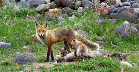 Nature: Mother fox and her kits - CBS News