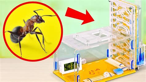 How to Build an ANT FARM AT HOME - YouTube