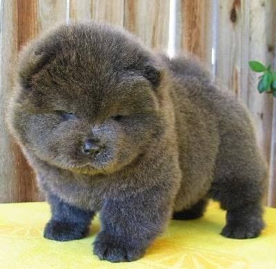 blue chow chow puppy | Random cuteness | Cute baby animals, Cute animals, Animals