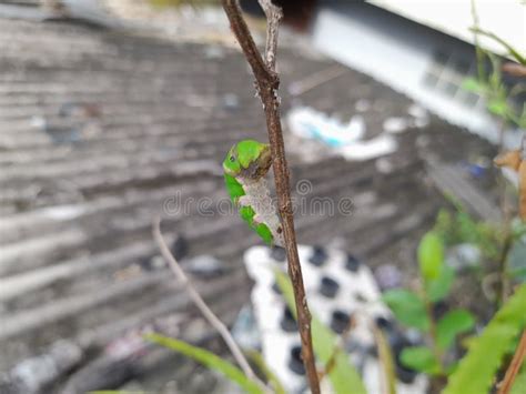 Cocoons Papilio Demoleus Larva Stock Photo - Image of flower, wildlife: 266751404