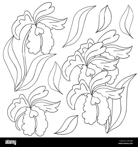 Orchids. Set of orchid. Monochrome flowers, elements. Cute flowers in hand draw style Stock ...