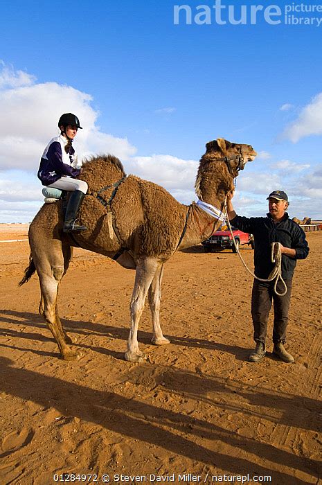 How To Ride A Dromedary Camel / With a refreshing bath in the hose. - unsdirty