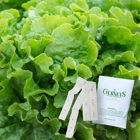 7.5 Feet Lettuce Leaf Green Ice Seed Tapes Edible Garden at Lowes.com