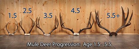 Mule Deer Age Progression - Zen Bowhunter Blog