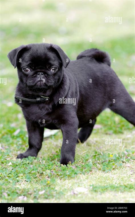 How Do I Choose A Pug Puppy