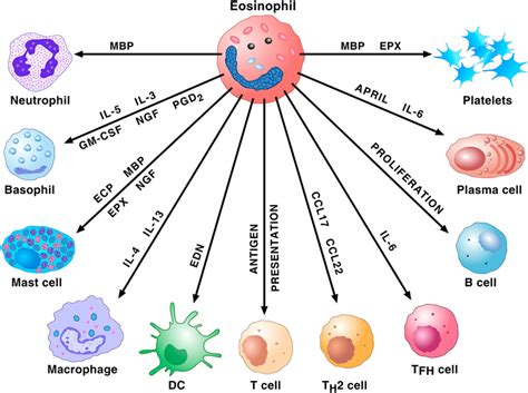 Frontiers | Reslizumab and Eosinophilic Asthma: One Step Closer to Precision Medicine?