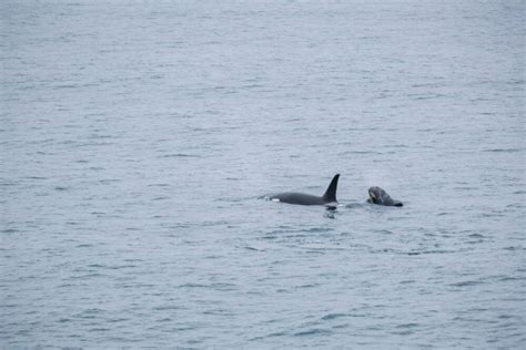 The Best Kenai Fjords Wildlife Cruise - Musings of a Rover