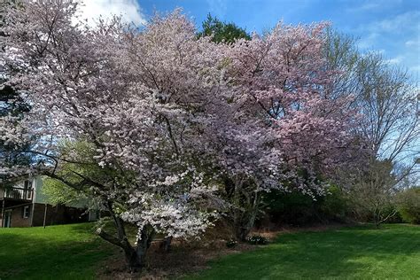 Two Things You May Be Seeing In Your Lawn & Landscape This Spring ...