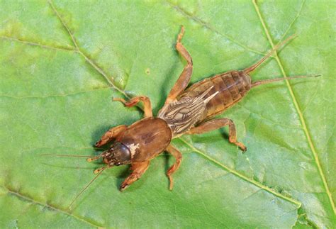 Meet the mole cricket - Australian Geographic